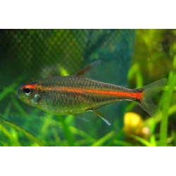 Hemigrammus erythrozonus gracil - 2.5 - 3.5