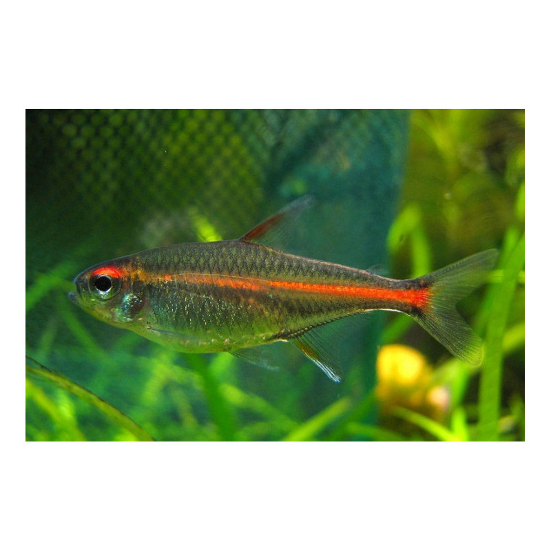 Hemigrammus erythrozonus gracil - 2.5 - 3.5