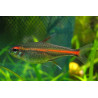 Hemigrammus erythrozonus gracil - 2.5 - 3.5