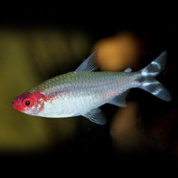 Hemigrammus rhodostomus CB - 2 - 2.5 cm