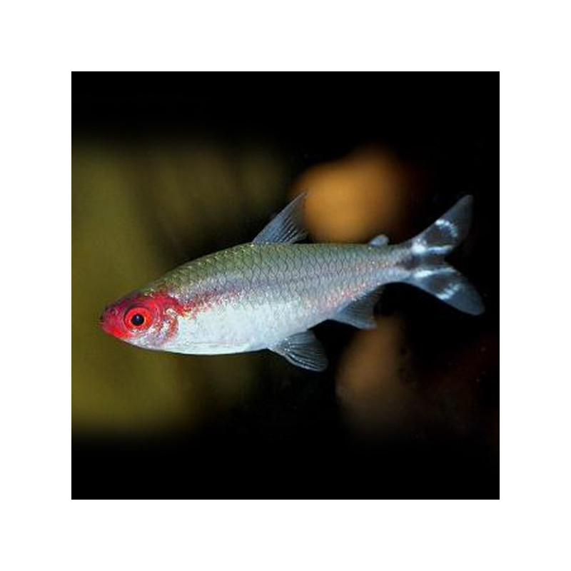 Hemigrammus rhodostomus CB - 2 - 2.5 cm