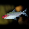 Hemigrammus rhodostomus CB - 2 - 2.5 cm