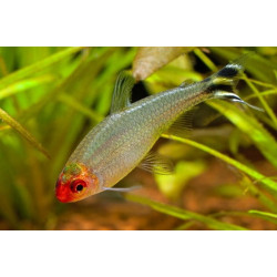 Hemmigrammus rhodostomus brilliant head - 2 - 3 cm