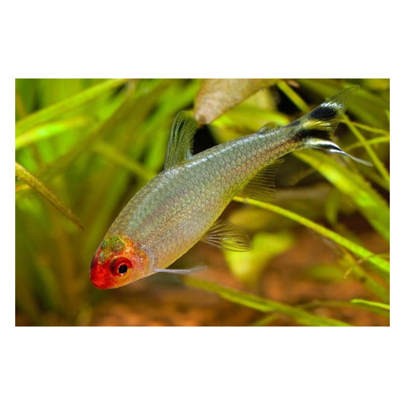 Hemmigrammus rhodostomus brilliant head - 2 - 3 cm
