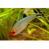 Hemmigrammus rhodostomus brilliant head - 2 - 3 cm
