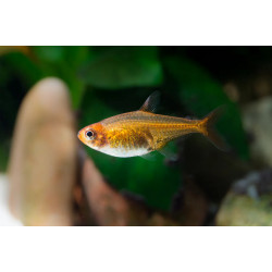 Hyphessobrycon amandae - 1.5 - 2 cm
