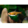 Hyphessobrycon amandae - 1.5 - 2 cm