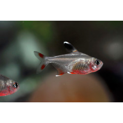 Hyphessobrycon bentosi ornatus - 2 - 2.5 cm