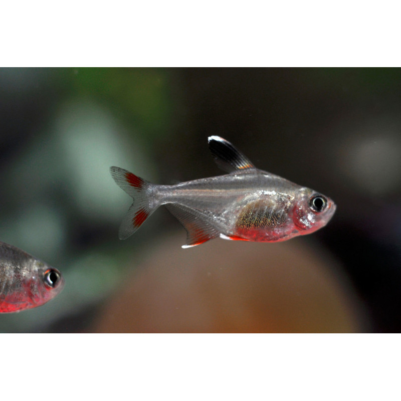 Hyphessobrycon bentosi ornatus - 2 - 2.5 cm