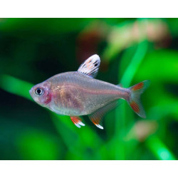 Hyphessobrycon bentosi white fin - 2.5 - 3 cm