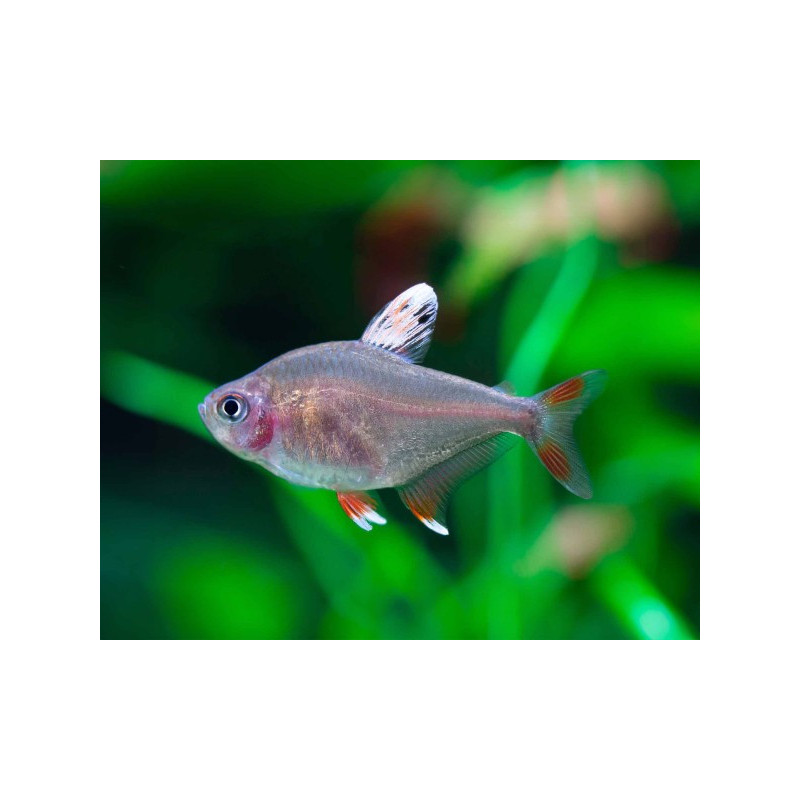 Hyphessobrycon bentosi white fin - 2.5 - 3 cm