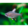 Hyphessobrycon bentosi white fin - 2.5 - 3 cm