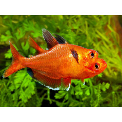 Hyphessobrycon callistus - 2.5 - 3 cm