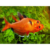 Hyphessobrycon callistus - 2.5 - 3 cm