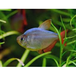Hyphessobrycon ecuadoriensis - 2.5 - 3 cm
