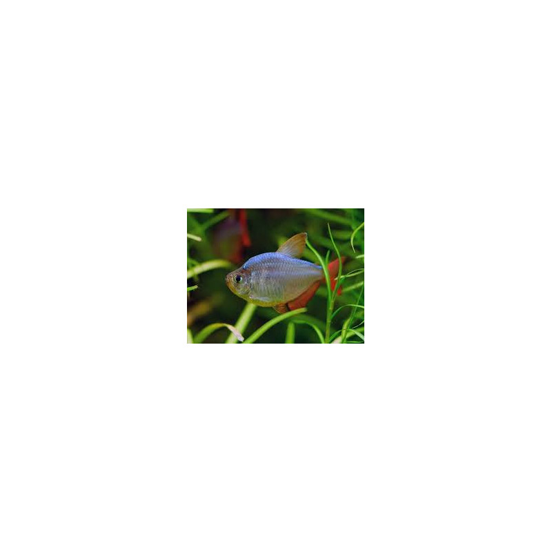 Hyphessobrycon ecuadoriensis - 2.5 - 3 cm