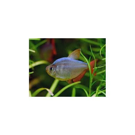 Hyphessobrycon ecuadoriensis - 2.5 - 3 cm