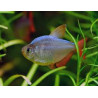 Hyphessobrycon ecuadoriensis - 2.5 - 3 cm