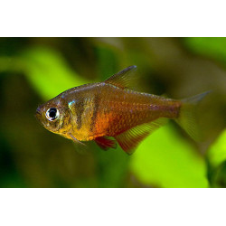 Hyphessobrycon flammeus - 2.5 cm