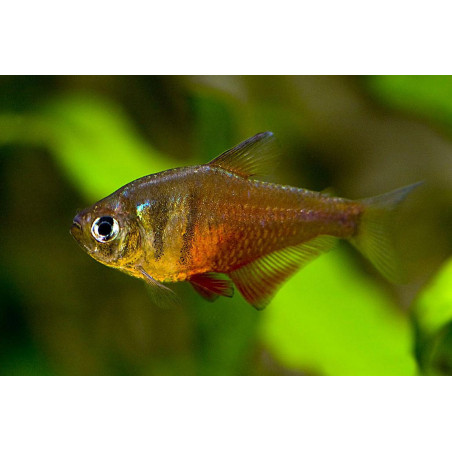 Hyphessobrycon flammeus - 2.5 cm