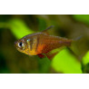 Hyphessobrycon flammeus - 2.5 cm