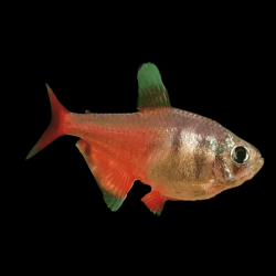 Hyphessobrycon flammeus diamant - 2.5 cm