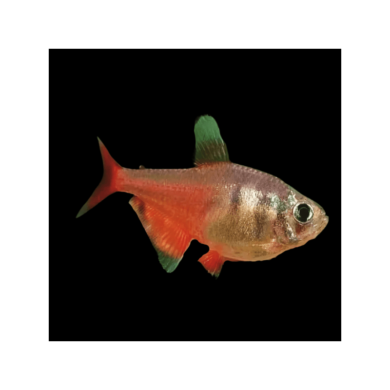 Hyphessobrycon flammeus diamant - 2.5 cm