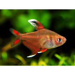Hyphessobrycon flammeus orange - 2.5 cm