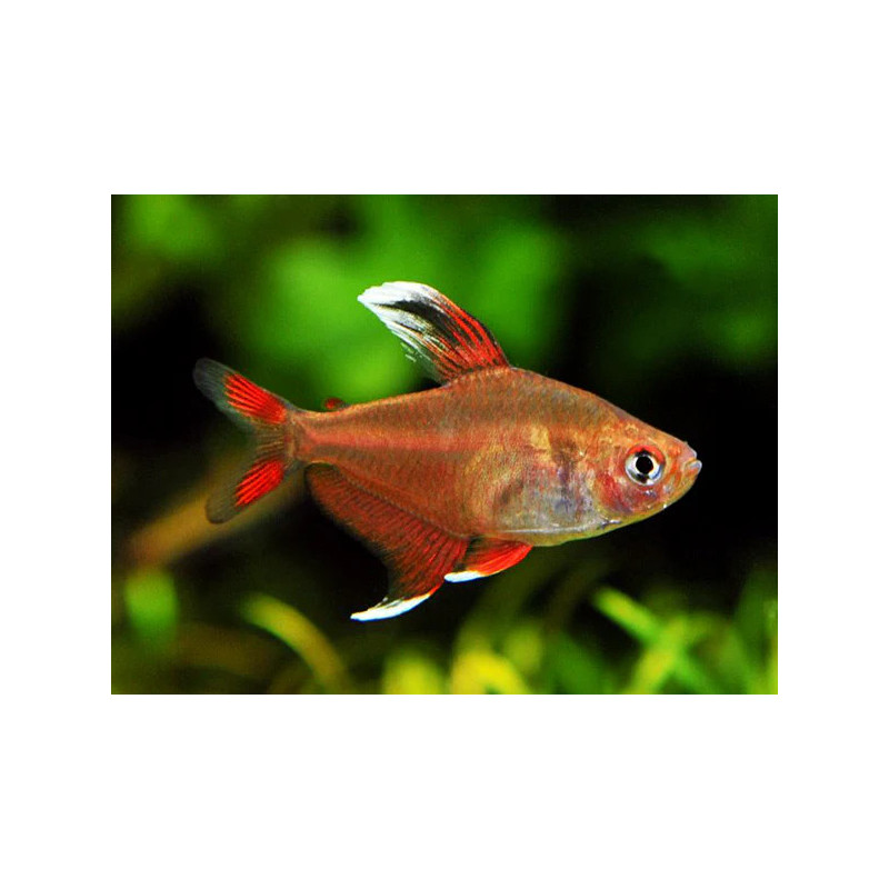 Hyphessobrycon flammeus orange - 2.5 cm