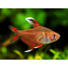 Hyphessobrycon flammeus orange - 2.5 cm