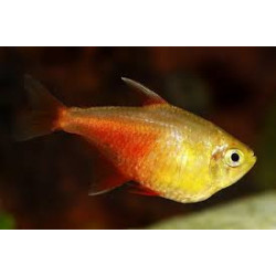 Hyphessobrycon flammeus yellow - 2.5 cm