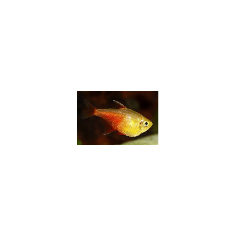 Hyphessobrycon flammeus yellow - 2.5 cm