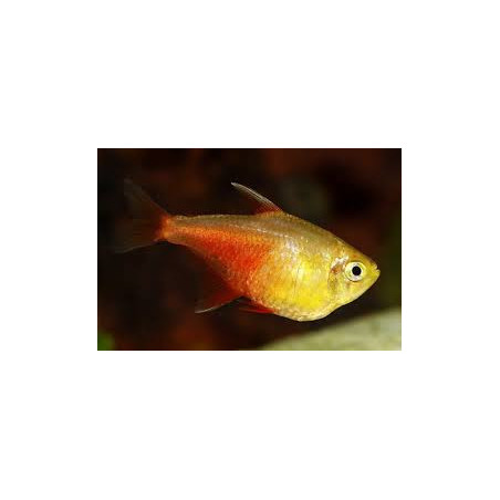 Hyphessobrycon flammeus yellow - 2.5 cm
