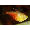 Hyphessobrycon flammeus yellow - 2.5 cm