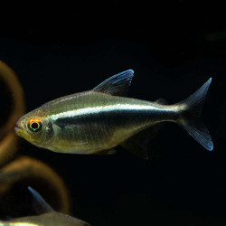 Hyphessobrycon herbertaxelrodi - 2.5 - 3 cm