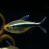 Hyphessobrycon herbertaxelrodi - 2.5 - 3 cm