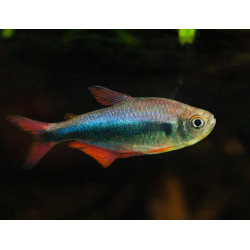 Hyphessobrycon margitae - 3 - 4 cm