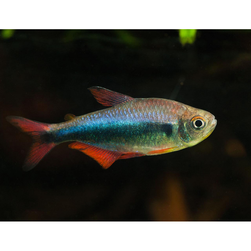 Hyphessobrycon margitae - 3 - 4 cm