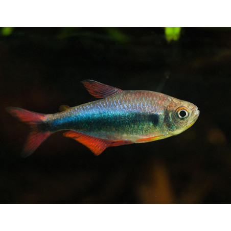 Hyphessobrycon margitae - 3 - 4 cm