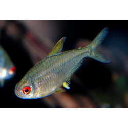 Hyphessobrycon pulchripinnis - 2.5 - 3 cm