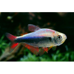 Hyphessobrycon sp . red blue Perù - 2.5 - 3 cm