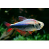 Hyphessobrycon sp . red blue Perù - 2.5 - 3 cm