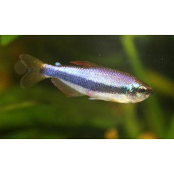 Inpaichthys kerri - 2.5 - 3 cm