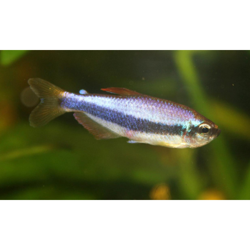 Inpaichthys kerri - 2.5 - 3 cm