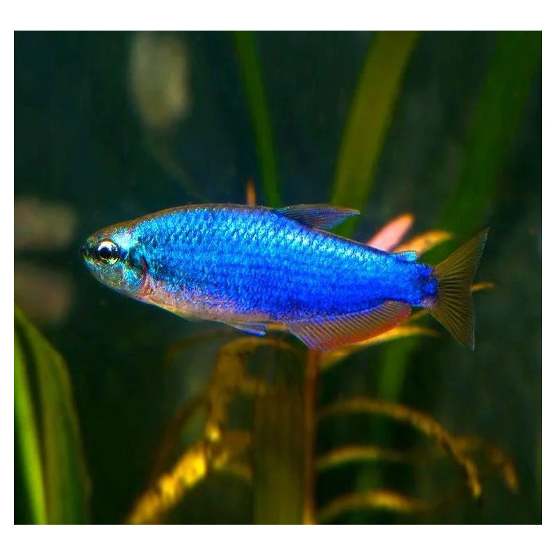 Inpaichthys kerri superblue - 2.5 - 3 cm