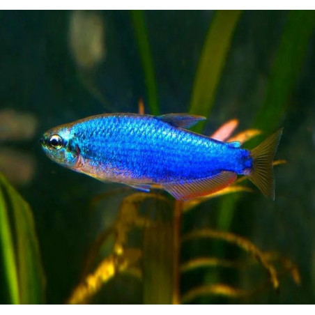Inpaichthys kerri superblue - 2.5 - 3 cm
