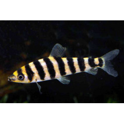 Leporinus affinis - 3 - 4 cm