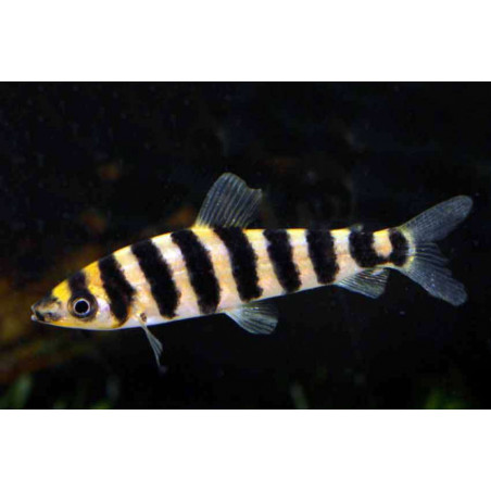 Leporinus affinis - 3 - 4 cm