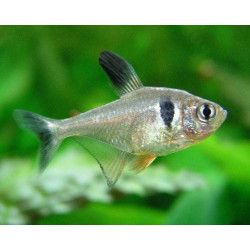 Megalamphodus megalopterus - 2 - 2.5 cm