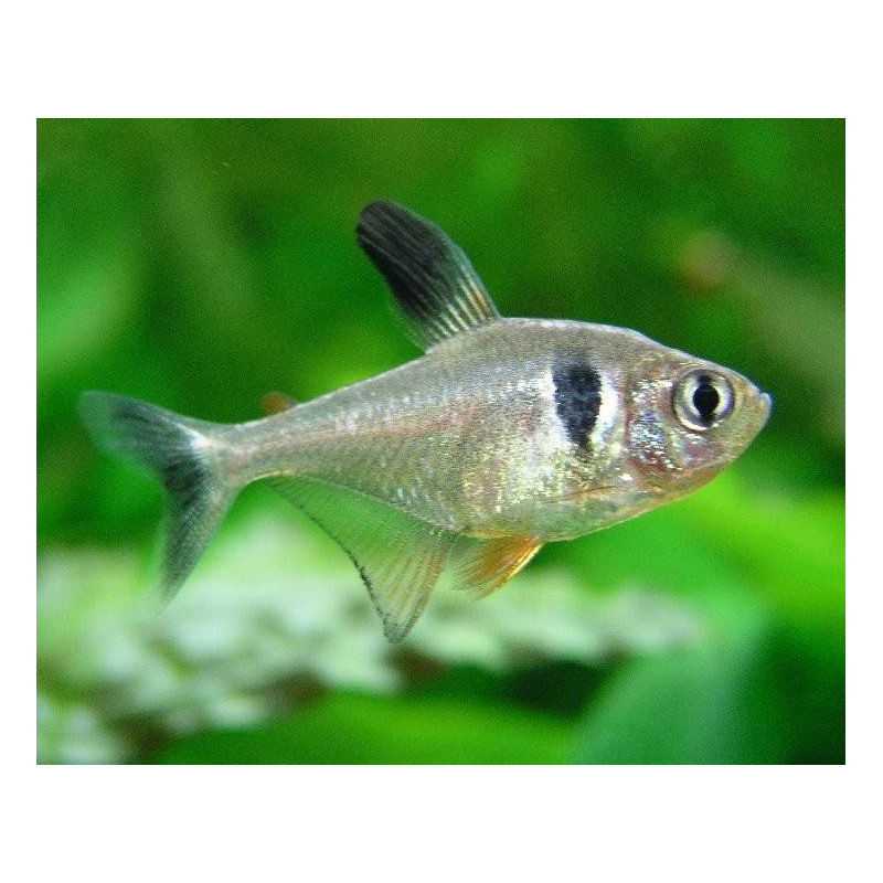 Megalamphodus megalopterus - 2 - 2.5 cm